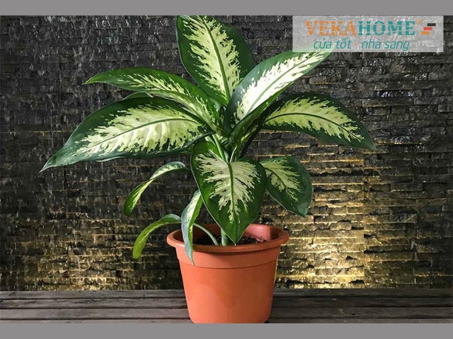 Gợi ý cây phong thủy trước nhà cho gia đình bạn