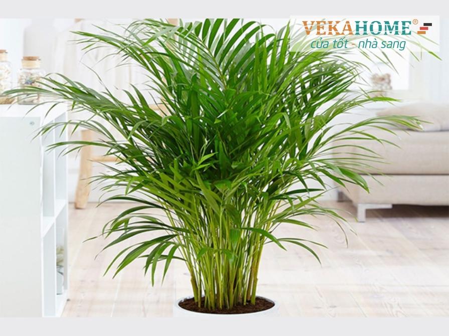 Gợi ý cây phong thủy trước nhà cho gia đình bạn